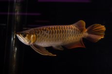 画像6: スーパーレッド NO.14（インドネシア産） (6)