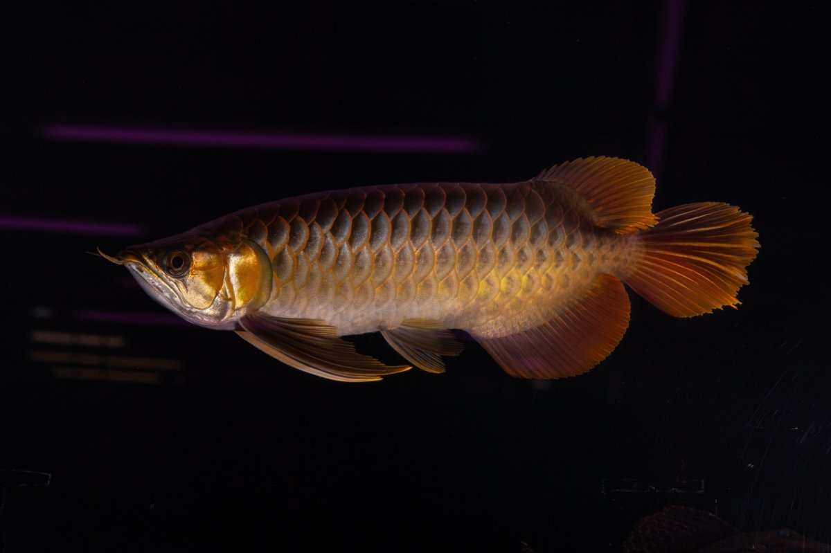 画像2: スーパーレッド NO.14（インドネシア産） (2)