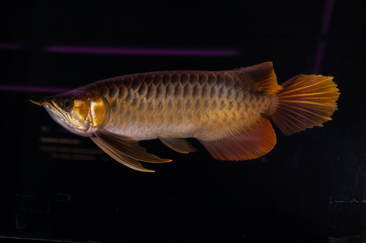 画像4: スーパーレッド NO.14（インドネシア産） (4)