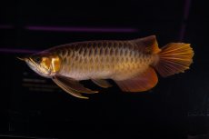 画像4: スーパーレッド NO.14（インドネシア産） (4)