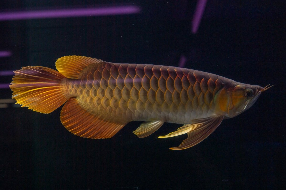 画像9: スーパーレッド NO.14（インドネシア産） (9)