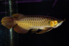 画像8: スーパーレッド NO.14（インドネシア産） (8)