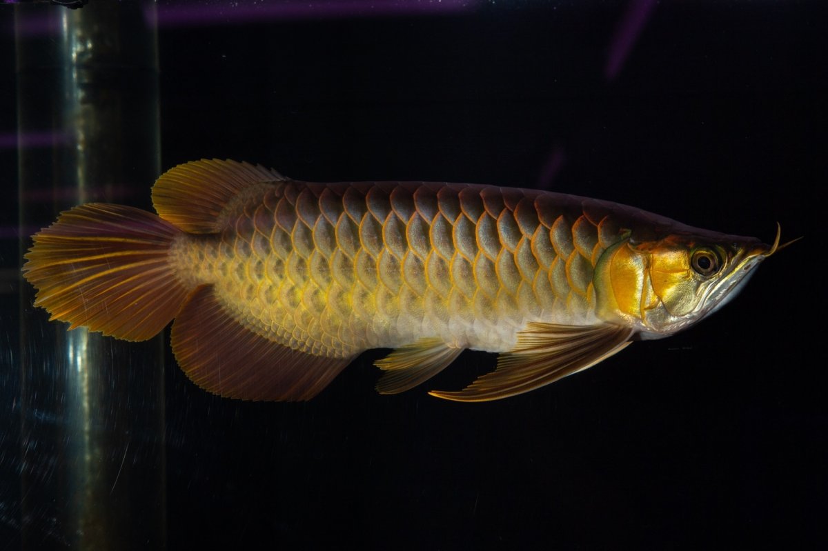 画像7: スーパーレッド NO.14（インドネシア産） (7)