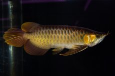 画像7: スーパーレッド NO.14（インドネシア産） (7)