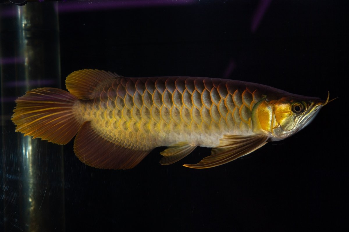 画像1: スーパーレッド NO.14（インドネシア産） (1)