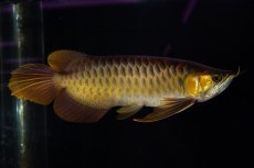 画像1: スーパーレッド NO.14（インドネシア産） (1)