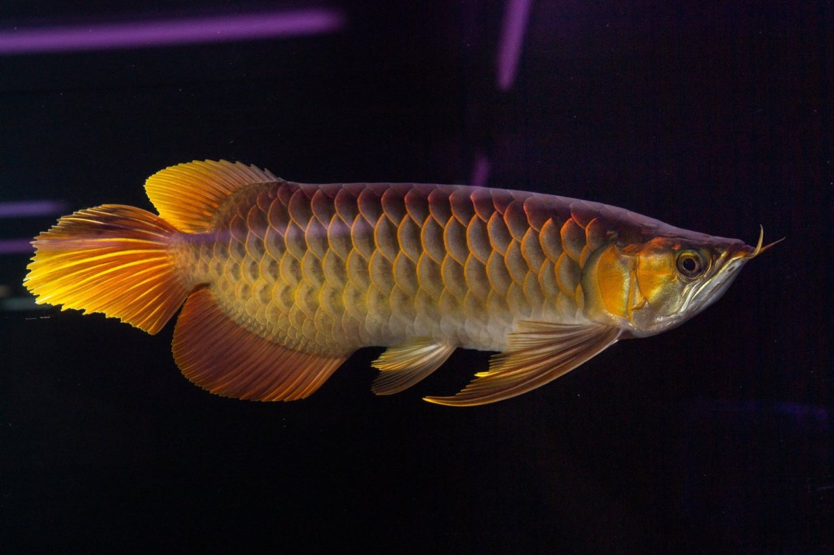 画像5: スーパーレッド NO.14（インドネシア産） (5)