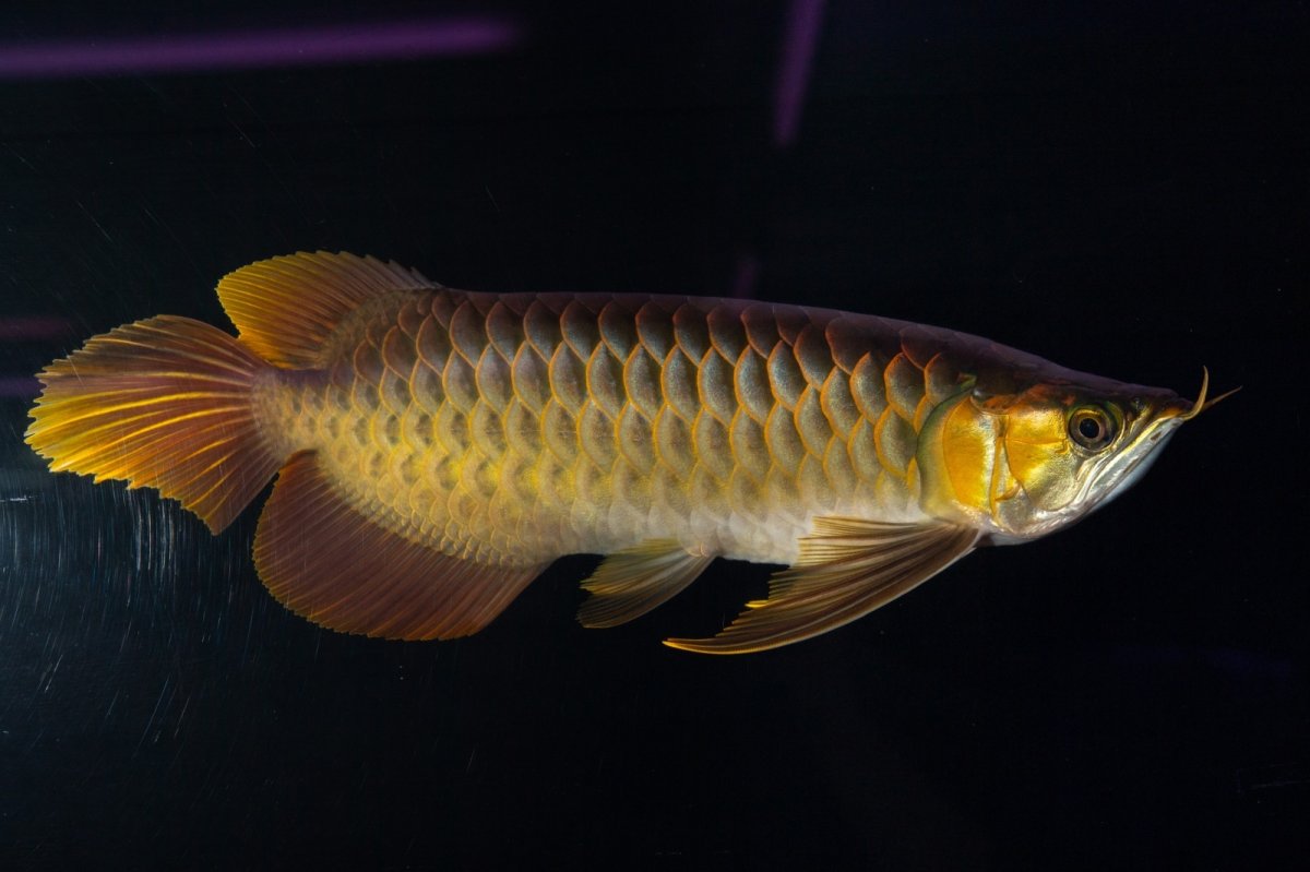 画像3: スーパーレッド NO.14（インドネシア産） (3)