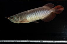 画像13: 【特価魚】チリレッド NO.2（インドネシア産） (13)