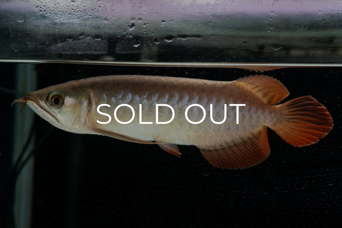 画像3: 【特価魚】スーパーレッド（下取り魚）NO.111 (3)