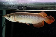 画像3: 【特価魚】スーパーレッド（下取り魚）NO.111 (3)