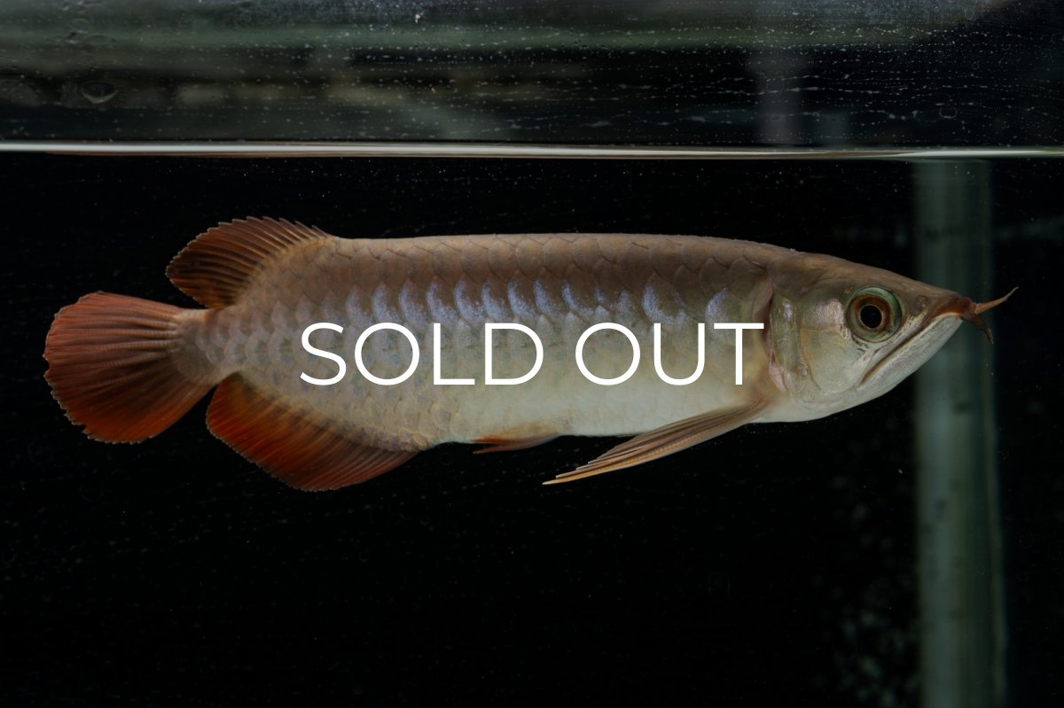 画像2: 【特価魚】スーパーレッド（下取り魚）NO.111 (2)