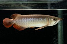 画像2: 【特価魚】スーパーレッド（下取り魚）NO.111 (2)