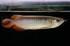 画像4: 【特価魚】スーパーレッド（下取り魚）NO.111 (4)