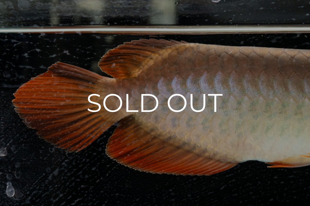 画像22: 【特価魚】スーパーレッド（下取り魚）NO.111 (22)