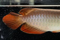 画像22: 【特価魚】スーパーレッド（下取り魚）NO.111 (22)