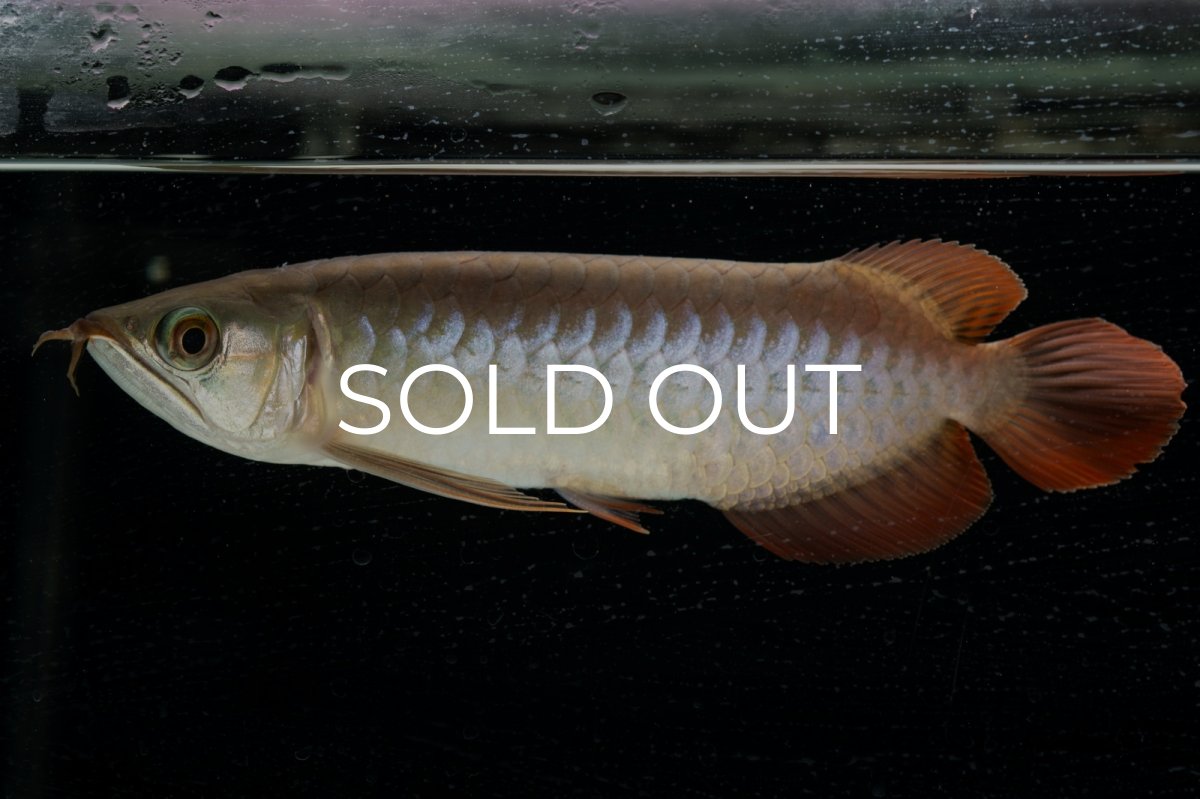 画像1: 【特価魚】スーパーレッド（下取り魚）NO.111 (1)