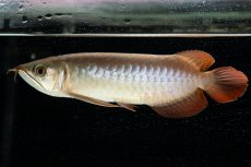 画像1: 【特価魚】スーパーレッド（下取り魚）NO.111 (1)