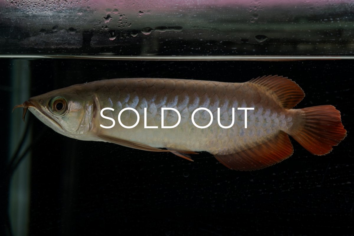 画像5: 【特価魚】スーパーレッド（下取り魚）NO.111 (5)