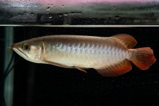 画像5: 【特価魚】スーパーレッド（下取り魚）NO.111 (5)