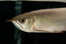 画像21: 【特価魚】スーパーレッド（下取り魚）NO.111 (21)