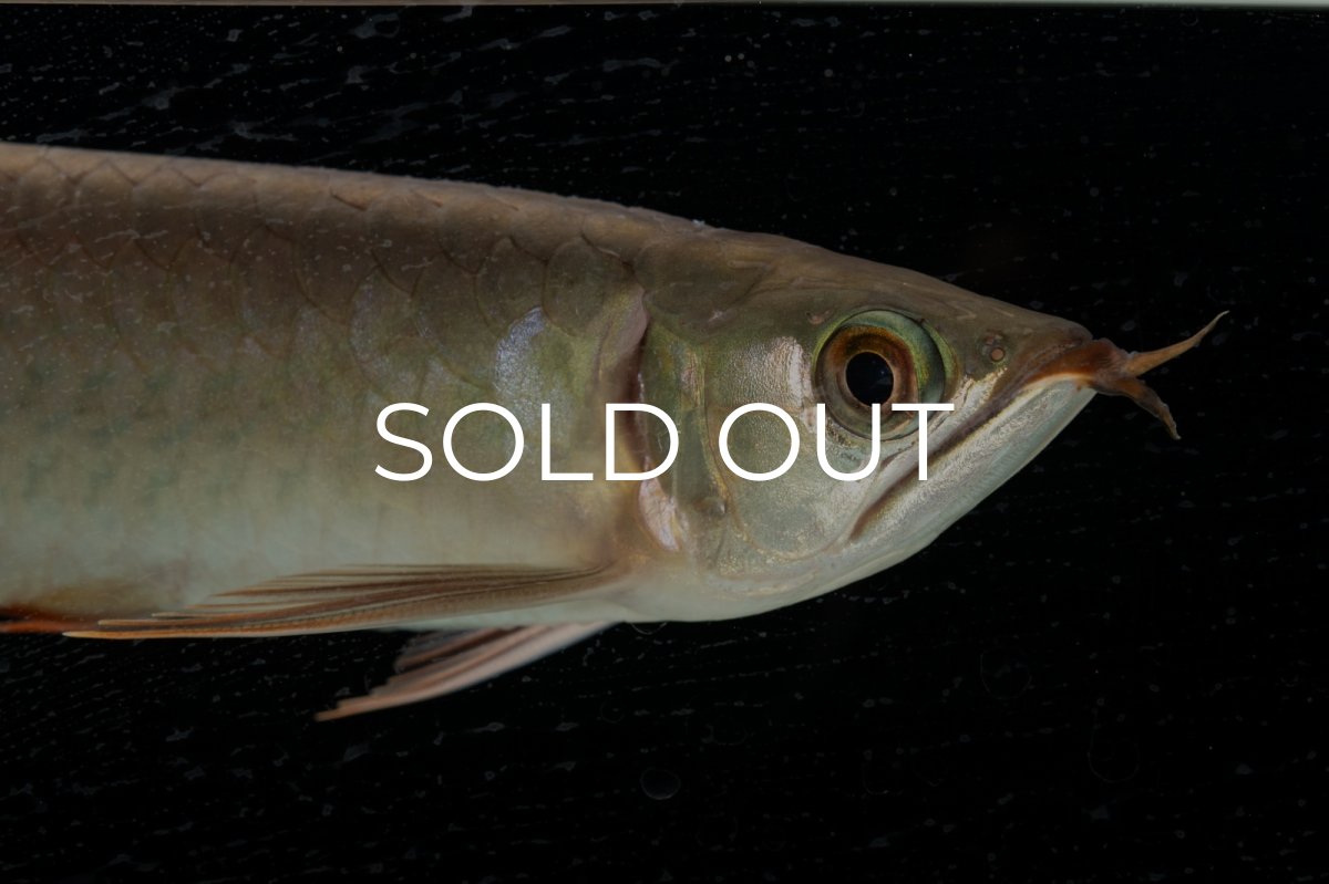 画像20: 【特価魚】スーパーレッド（下取り魚）NO.111 (20)