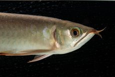 画像20: 【特価魚】スーパーレッド（下取り魚）NO.111 (20)