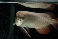 画像19: 【特価魚】スーパーレッド（下取り魚）NO.111 (19)