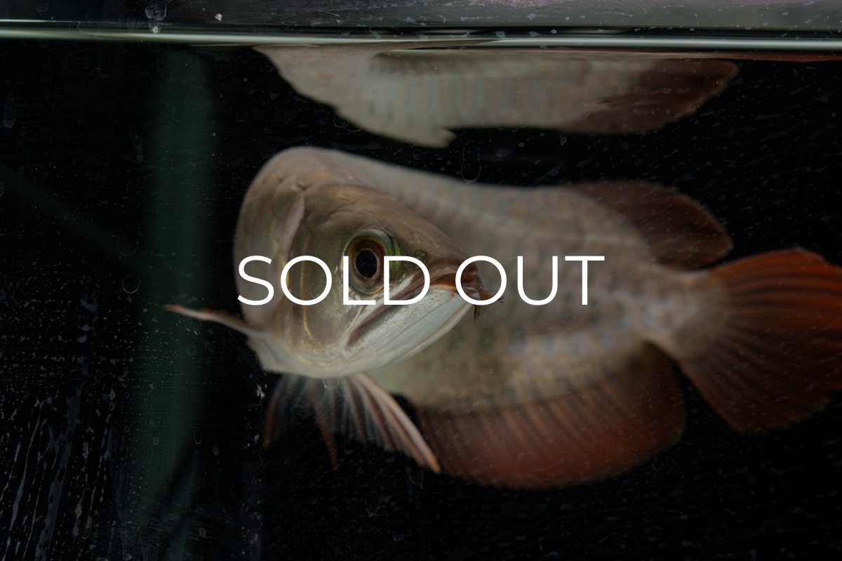 画像18: 【特価魚】スーパーレッド（下取り魚）NO.111 (18)