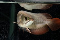 画像18: 【特価魚】スーパーレッド（下取り魚）NO.111 (18)