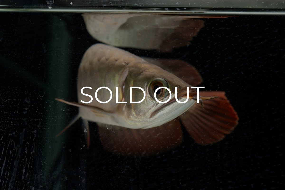 画像17: 【特価魚】スーパーレッド（下取り魚）NO.111 (17)