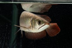 画像17: 【特価魚】スーパーレッド（下取り魚）NO.111 (17)