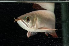 画像16: 【特価魚】スーパーレッド（下取り魚）NO.111 (16)