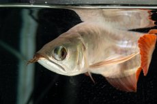 画像15: 【特価魚】スーパーレッド（下取り魚）NO.111 (15)