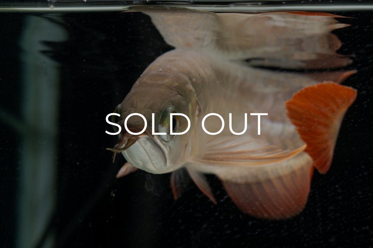 画像14: 【特価魚】スーパーレッド（下取り魚）NO.111 (14)