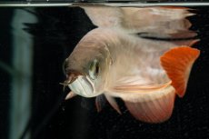 画像14: 【特価魚】スーパーレッド（下取り魚）NO.111 (14)