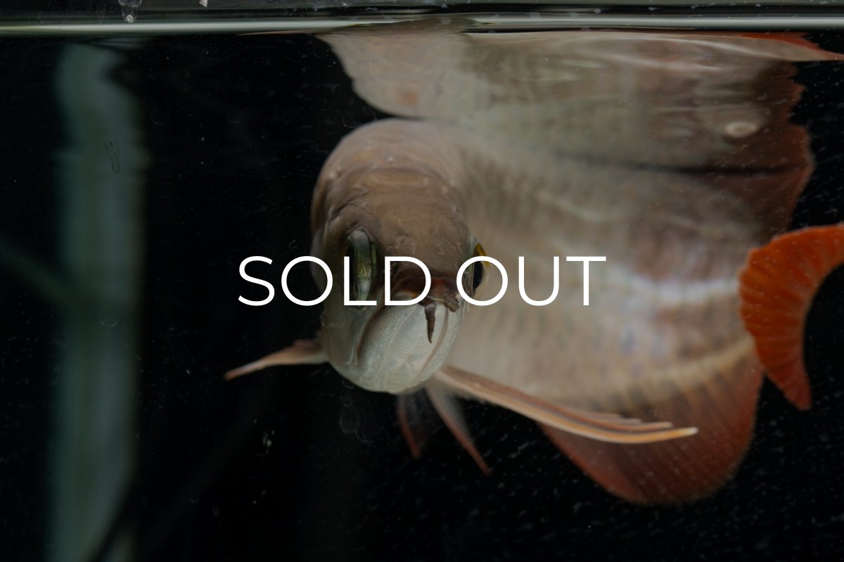 画像13: 【特価魚】スーパーレッド（下取り魚）NO.111 (13)