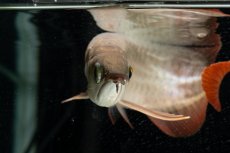 画像13: 【特価魚】スーパーレッド（下取り魚）NO.111 (13)