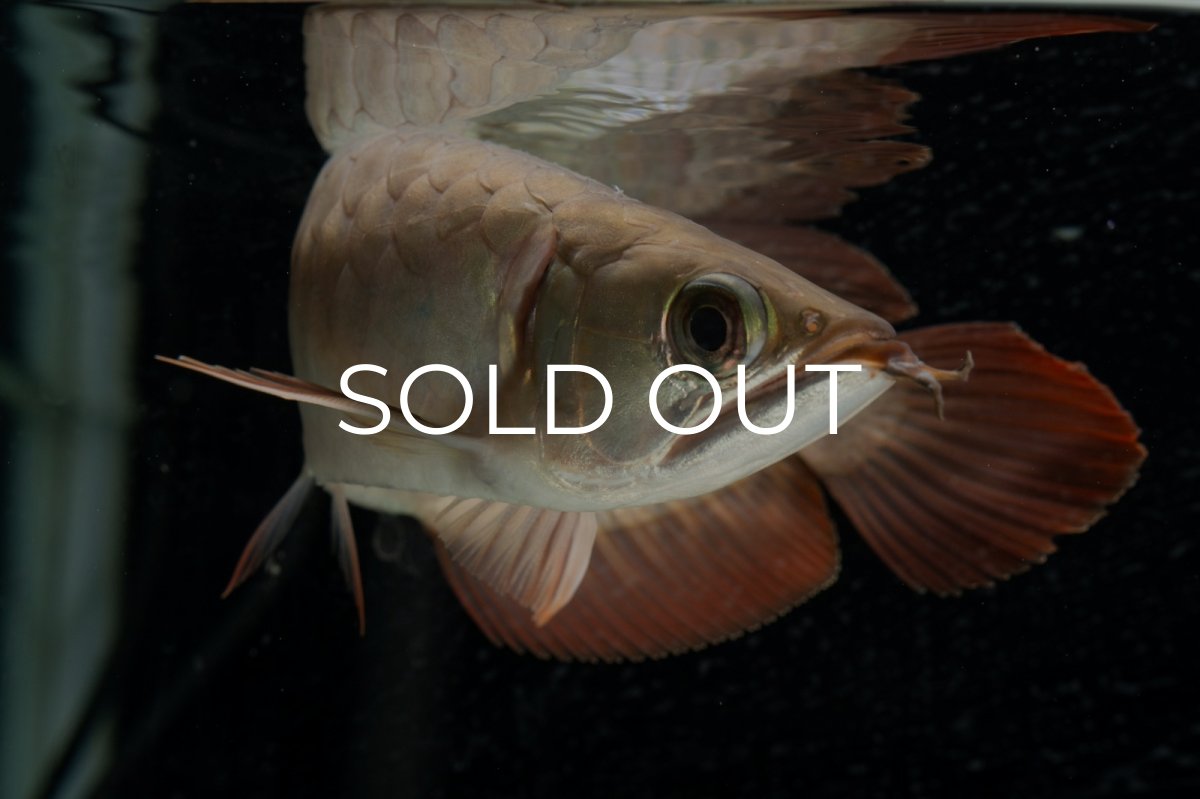 画像12: 【特価魚】スーパーレッド（下取り魚）NO.111 (12)