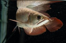 画像12: 【特価魚】スーパーレッド（下取り魚）NO.111 (12)