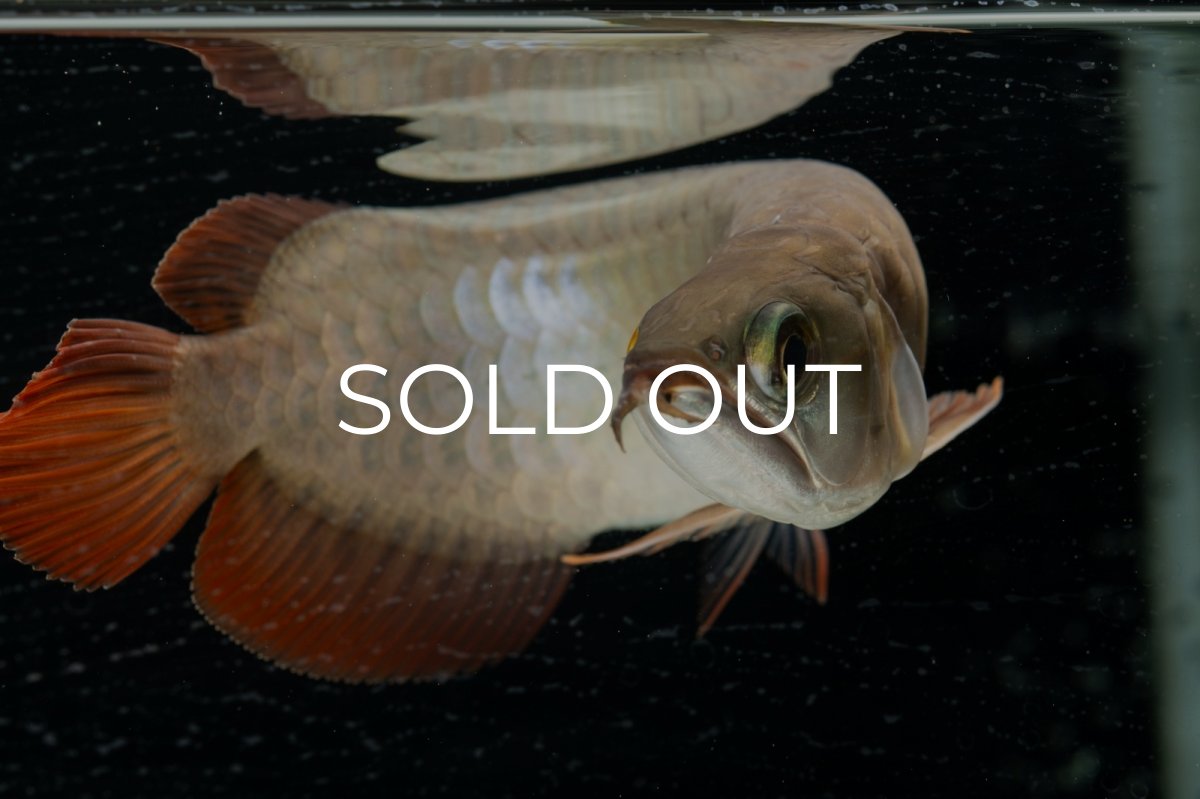 画像11: 【特価魚】スーパーレッド（下取り魚）NO.111 (11)