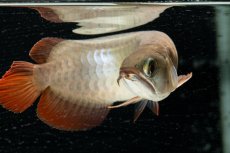 画像11: 【特価魚】スーパーレッド（下取り魚）NO.111 (11)