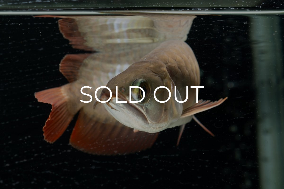 画像10: 【特価魚】スーパーレッド（下取り魚）NO.111 (10)