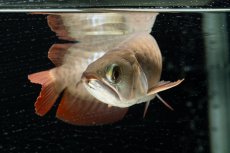 画像10: 【特価魚】スーパーレッド（下取り魚）NO.111 (10)