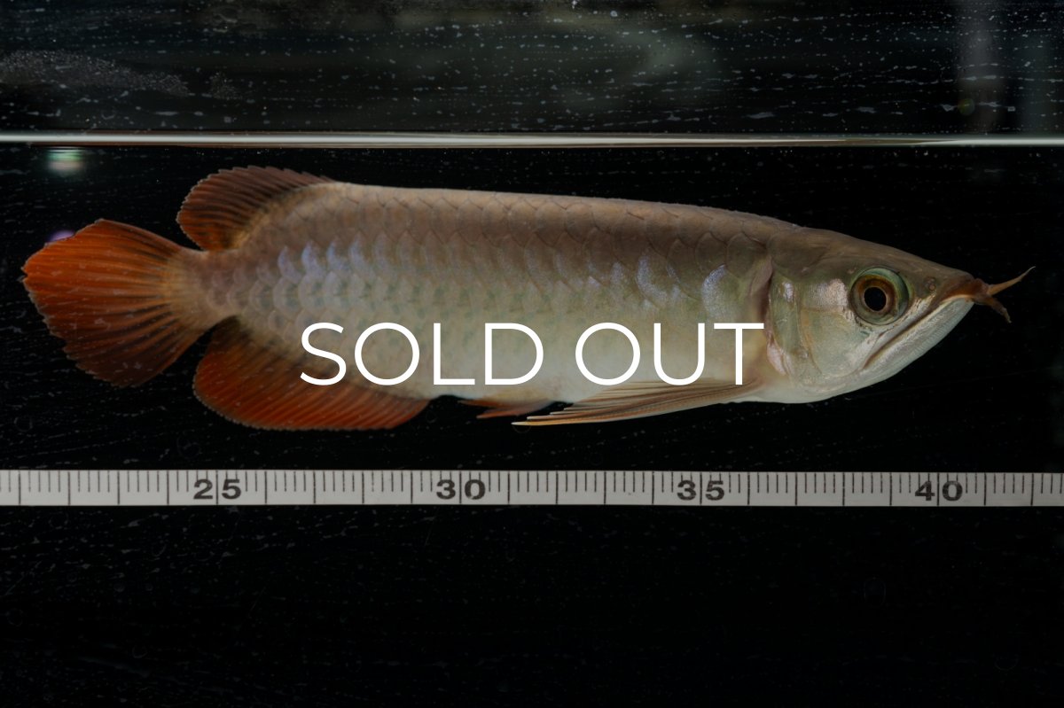 画像23: 【特価魚】スーパーレッド（下取り魚）NO.111 (23)