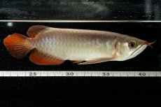 画像23: 【特価魚】スーパーレッド（下取り魚）NO.111 (23)