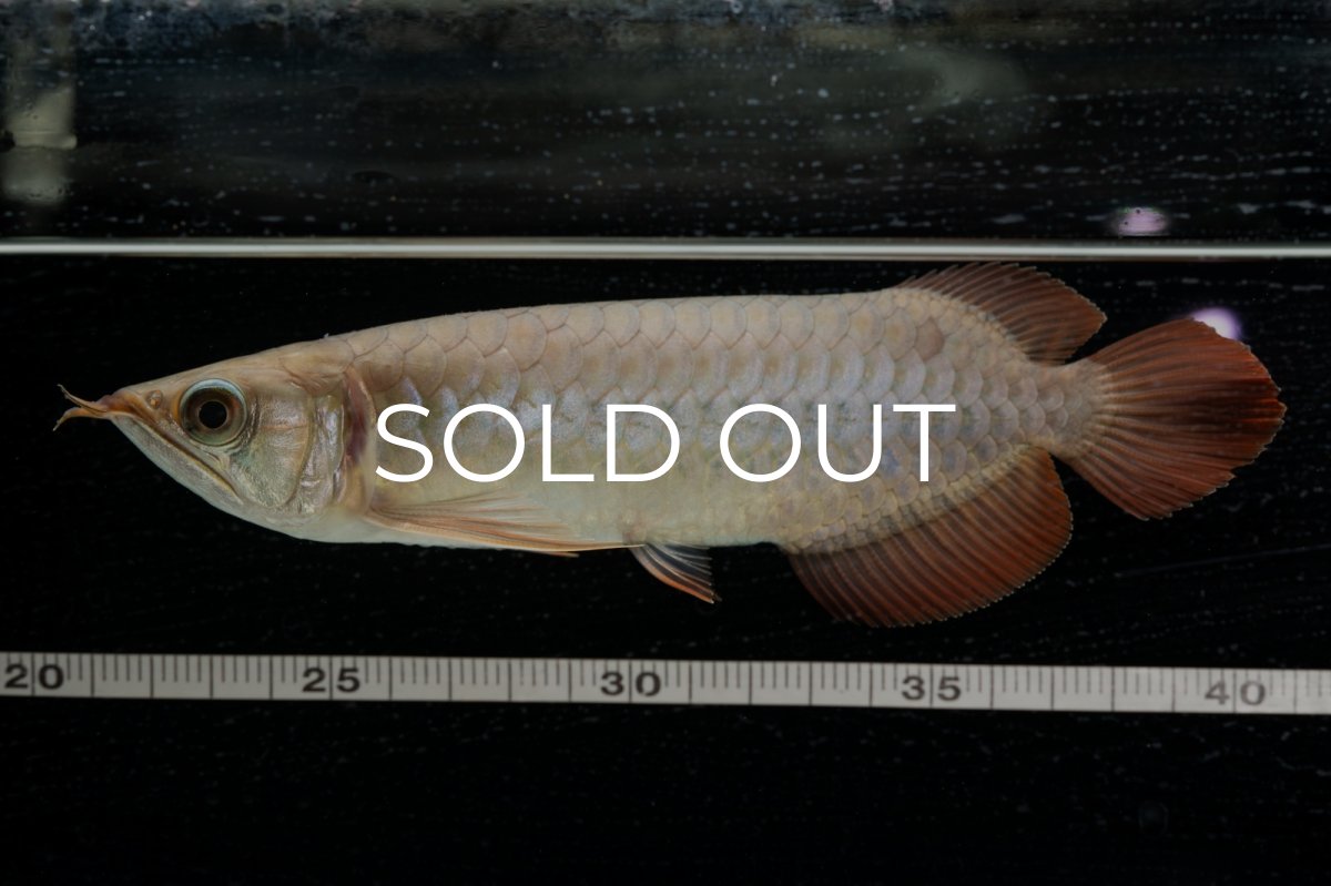 画像24: 【特価魚】スーパーレッド（下取り魚）NO.111 (24)