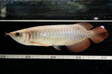 画像24: 【特価魚】スーパーレッド（下取り魚）NO.111 (24)