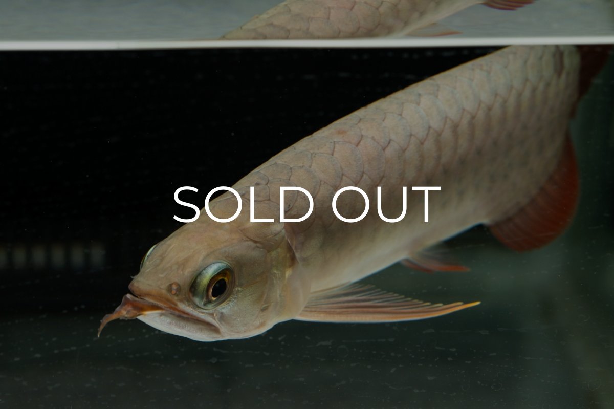 画像9: 【特価魚】スーパーレッド（下取り魚）NO.111 (9)