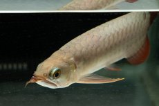 画像9: 【特価魚】スーパーレッド（下取り魚）NO.111 (9)